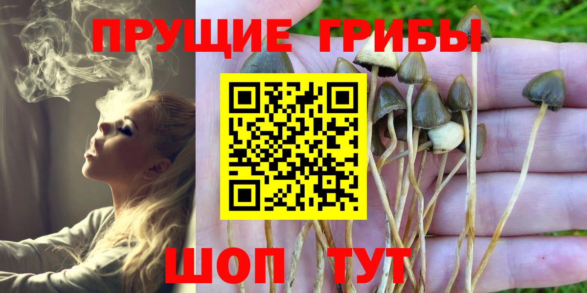 Псилоцибиновые грибы прущие грибы Новоалтайск